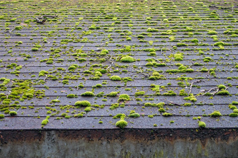 mousse toiture