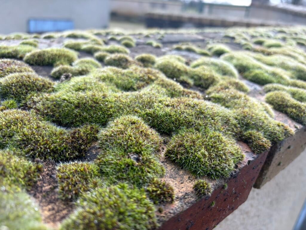 Nettoyage de mousse sur toiture à Loué (Sarthe)