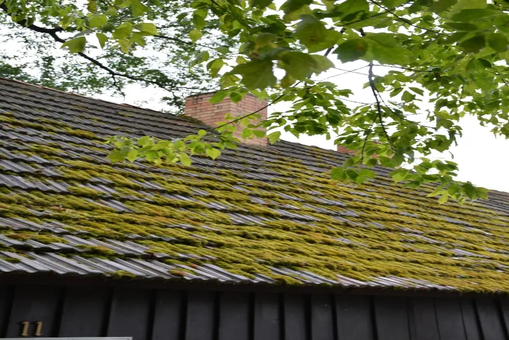 Solution Efficace de Traitement Anti-Mousse Toiture à Le Moulinet-sur-Solin