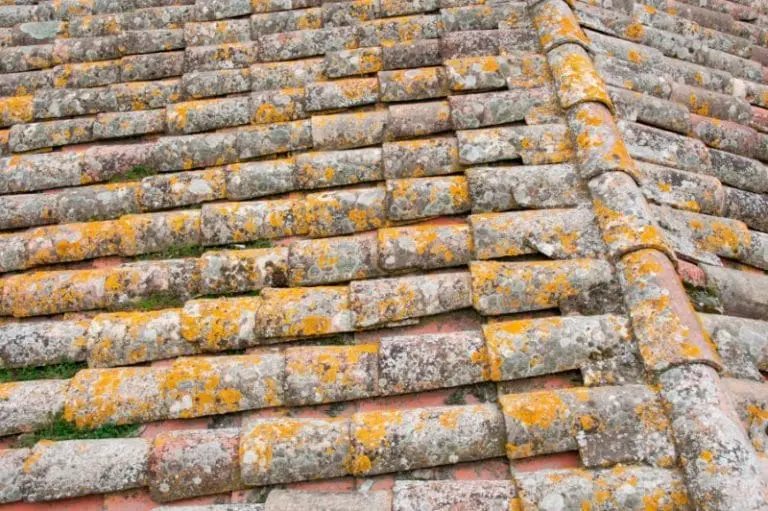 Identification des Végétaux sur Toiture brMousses, Lichens, Algues et Champignons