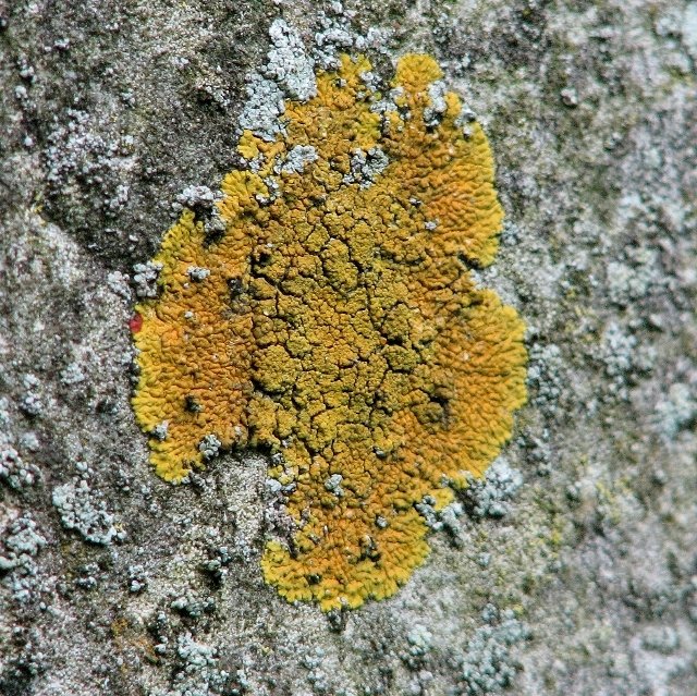 lichens-crustacés