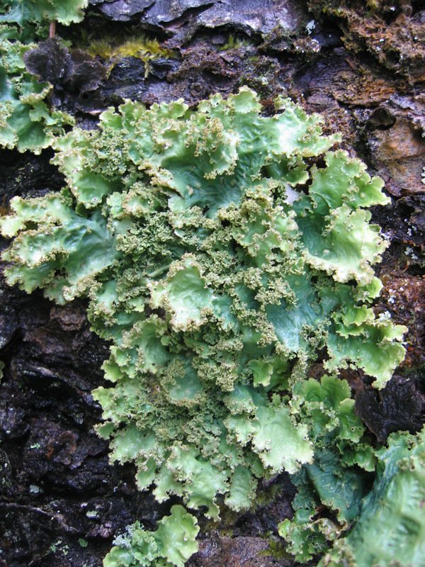 lichens-foliacés-toiture