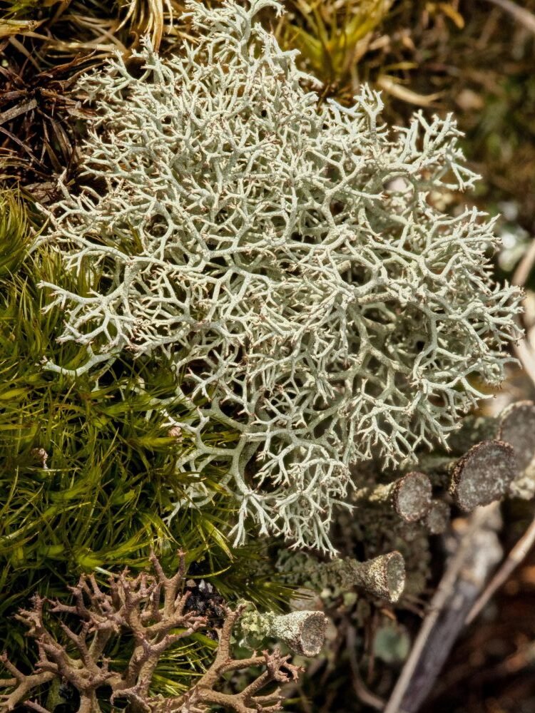 lichens fruticuleux