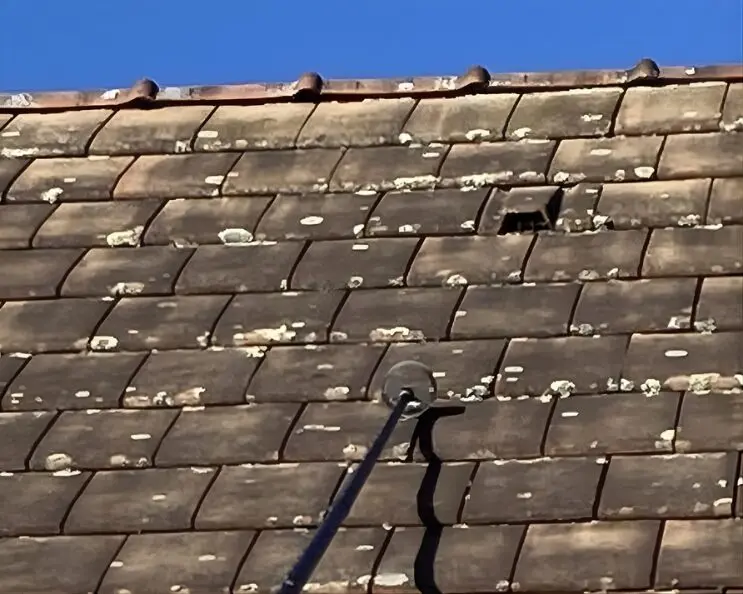 lichen sur toiture - Démoussage Sain et Toit