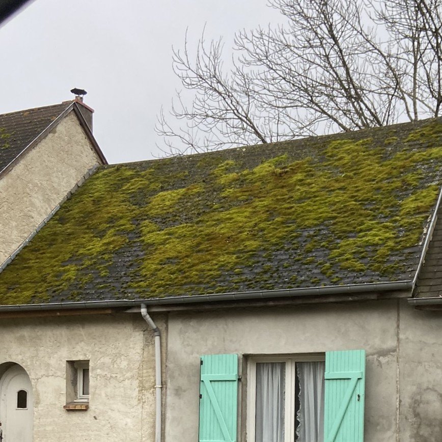 Pourquoi la mousse s’installe sur une toiture