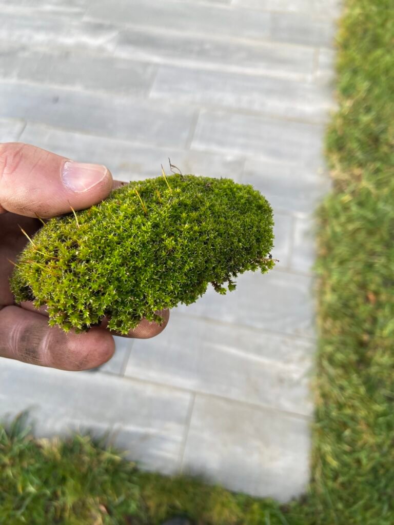 Qu'est-ce que la Mousse