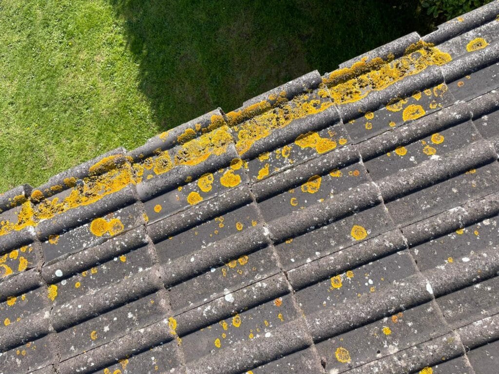 lichens sur une toiture